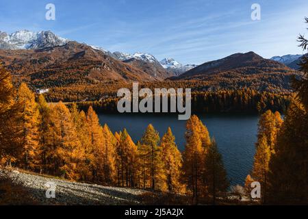 sils See in Herbstfarben: Einer der schönsten Alpenseen der schweiz, in der Nähe des Dorfes Sils Maria, Engadin, Schweiz. Stockfoto