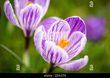 Crocus blüht im Frühling im Eastrop Park, Basingstoke, Großbritannien Stockfoto