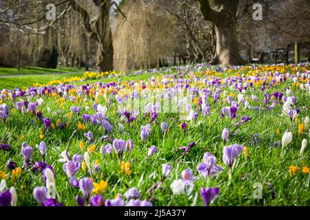 Crocus blüht im Frühling im Eastrop Park, Basingstoke, Großbritannien Stockfoto