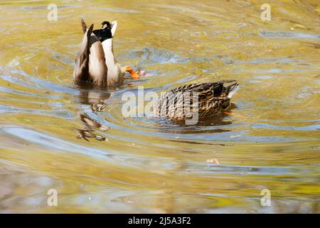 Strawberry Hill Pond Epping Forest Essex, England Großbritannien Europa Stockfoto