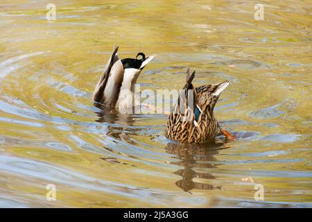 Strawberry Hill Pond Epping Forest Essex, England Großbritannien Europa Stockfoto