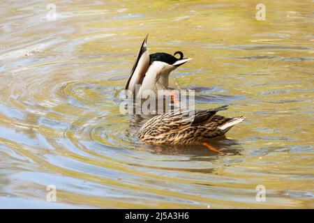 Strawberry Hill Pond Epping Forest Essex, England Großbritannien Europa Stockfoto