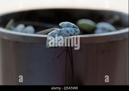 Eine Kette von Herzen Hauspflanze hat zwei Blätter, die über die Lippe eines Topfes hinabgehen. Stockfoto