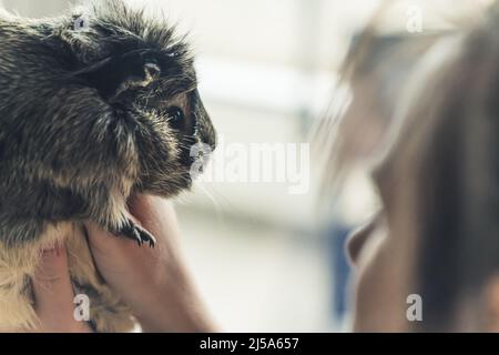 Niedliches graues Abessinisches Meerschweinchen mit flauschigem Fell, das von seinen Besitzern hochgehalten wird. Haustierkonzept. Hochwertige Fotos Stockfoto