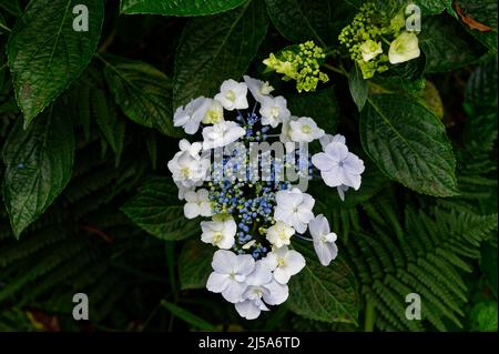 Im Garten wächst eine Lacecap-Hortensien, ihre Blütenblätter umgeben den zentralen Haufen Stockfoto