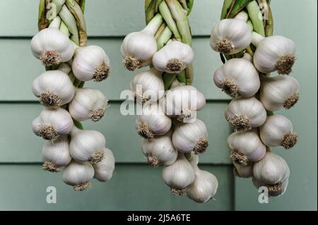 Trocknen von Knoblauchzehen, sobald der geerntete Knoblauch zum Trocknen aufgehängt wird Stockfoto