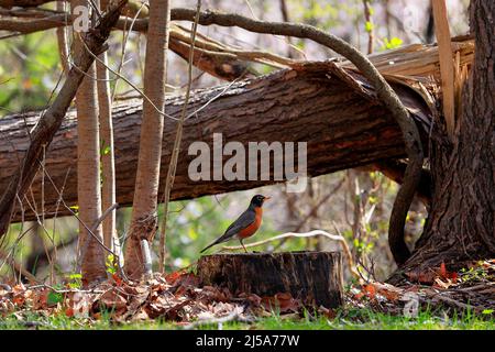 Ein amerikanischer Robin, Turdus migratorius, der auf einem Baumstamm in einem Waldgebiet steht. Stockfoto