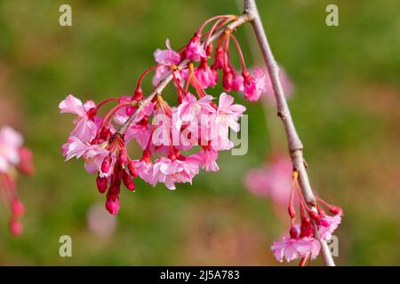 Nahaufnahme eines shidarezakura weinenden Kirschbaums mit rosa Blüten und mehreren Blütenblättern in voller und mittlerer Blüte. Gattung Prunus Stockfoto