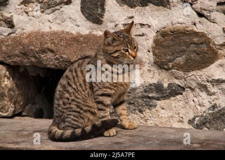 Tabby Street Katze sitzt auf Holzbank Stockfoto