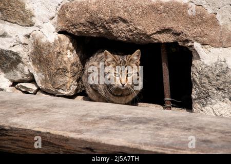 Tabby Street Katze sitzt auf Holzbank Stockfoto