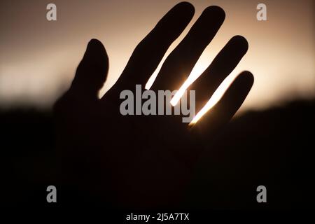 Palme vor dem Hintergrund der Sonne. Hand ist im Detail. Finger lassen Licht hinein. LSE Sonne durch die Haut der Hand. Die langen Finger des Mannes. Sonnenuntergang draußen. Aufnahme t Stockfoto