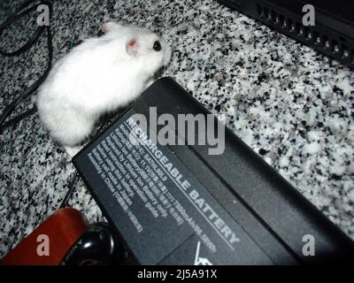 Der weiße Zwerghamster im Winter, auch bekannt als der russische Zwerghamster in der Nähe einer wiederaufladbaren Batterie. Hamster-Energiekonzept. Stockfoto