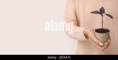 Frau mit Basilikumkernling in einem Torftopf auf hellem Hintergrund mit Platz für Text Stockfoto