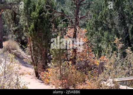 PARK RANGER: Eine Drohne überwacht die wunderschöne Bergregion im Garden of the Gods State Park in Colorado Springs, Colorado. Stockfoto