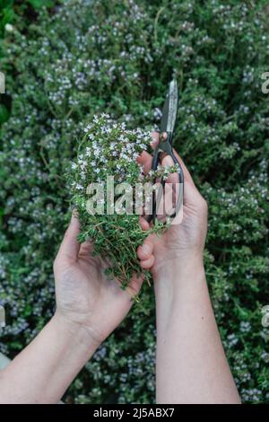 Thymiankraut in der Hand.Thymian wachsen und schneiden.würzige Kräuter im Garten.Hände mit schwarzer Gartenschere und Thymiankraut.duftende Kräuter und Gewürze Stockfoto