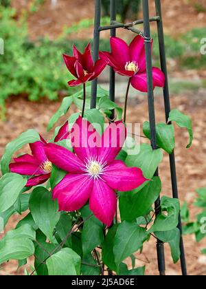 Clematide Bourbon oder Bourbon Clematis eine Kletterpflanze, die in einem heimischen Garten in Alabama, USA, blüht. Stockfoto