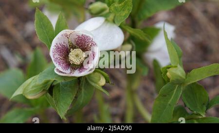 Gefleckte Lady Lenten Rose - Helleborus x hybridus - blüht in einem Frühlingsgarten Stockfoto