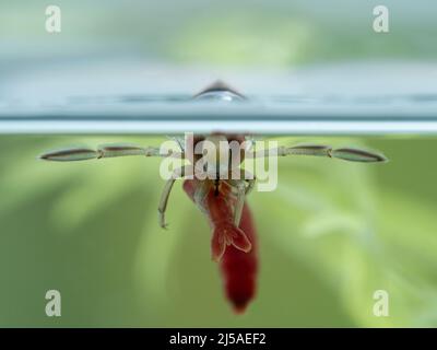 Nahaufnahme eines im Wasser lebenden graumeligen Rückenschwimmers (Notonecta undulata), der unter der Wasseroberfläche ruht, während er sich an einem Blutwurm (chironomide Larve) ernährt. Stockfoto