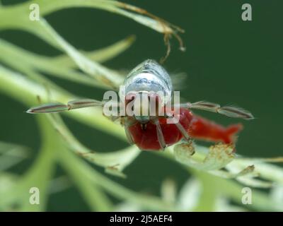 Ein wassertaublicher Rückenschwimmer (Notonecta undulata) auf einer Unterwasserpflanze, die sich von einem Blutwurm (chironomide Larve) mit ihren scharfen Proboscias ernährt Stockfoto