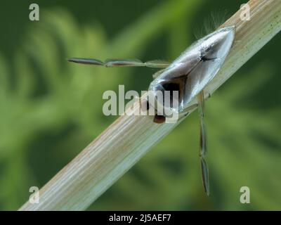 Dorsale Ansicht eines wassertauchenden Rückenschwimmers (Notonecta undulata), der unter Wasser an einem untergetauchten Schilf festhält Stockfoto