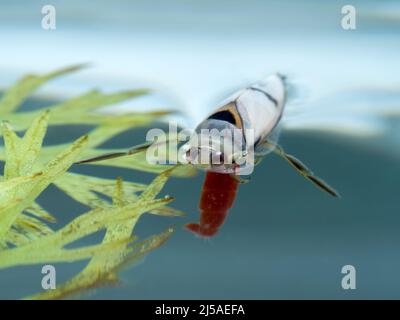 Ein wasserfressender Rückenschwimmer (Notonecta undulata), der teilweise unter der Wasseroberfläche ruht, während er sich von einem Blutwurm (Chironomid) ernährt Stockfoto