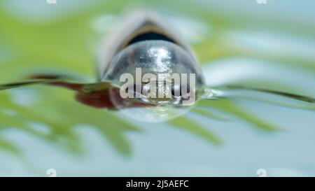 Sehr Nahaufnahme eines aquatischen grousewingigen Rückenschwimmerinsekts (Notonecta undulata), das teilweise unter Wasser liegt, wobei seine zusammengesetzten Augen Fr. Stockfoto