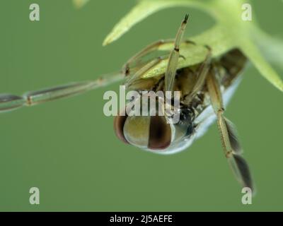 Nahaufnahme des Kopfes eines wassermaulbewachsenen Rückenschwimmers (Notonecta undulata), der kopfüber auf einer Unterwasserpflanze ruht Stockfoto