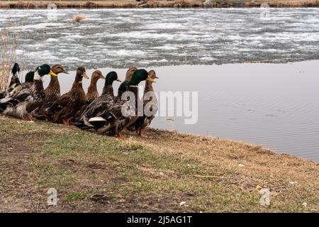 Eine Gruppe Enten sucht Nahrung in einem Reisfeld mit viel Wasser. Hochwertige Fotos Stockfoto