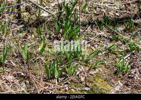 Wilde Rampen - Bärlauch ( Allium tricoccum), allgemein bekannt als Rampe, Rampen, Frühlingszwiebeln, Wildleek, Holzleek. Nordamerikanische Art von wildem Onio Stockfoto