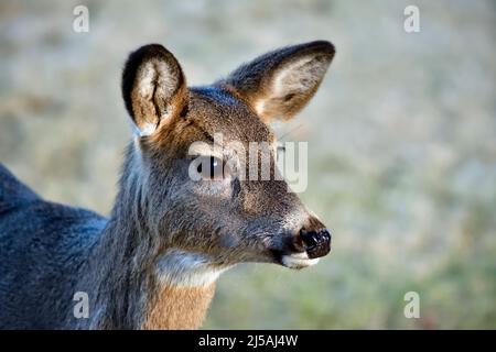 Ein Porträtbild eines weiblichen Weißschwanzhirsches 'Odocoileus virginianus', Stockfoto