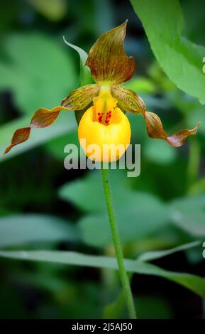 Eine gelbe Marienkäfer-Orchidee 'Cypripedium calceolus', die im warmen Frühlingssonnenlicht im ländlichen Alberta Kanada wild wächst. Stockfoto