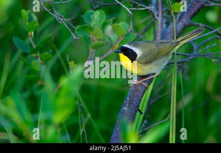 Ein Gelbkehlsänger 'Geothlypis trichas', der auf einem Baumzweig thront Stockfoto