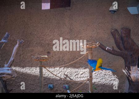 Sulawesische Kalao Vogelarten in der Hornbill Familie Stockfoto