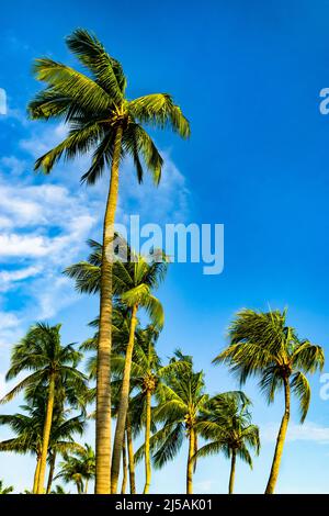 Kokospalmen vor blauem bewölkten Himmel. Stockfoto