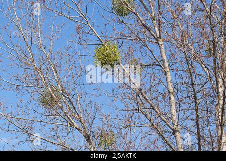 Viscum Album, Mistel wächst auf Pappel Baum auf blauem Himmel Hintergrund Stockfoto