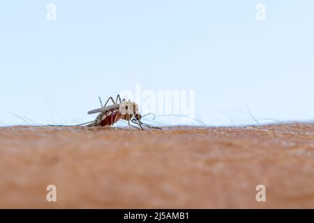 Zica-Virus aedes aegypti-Mücke. Eine Mücke saugt Blut aus einem menschlichen Körper. Makrofoto einer Mücke am Arm Stockfoto