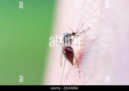 Nahaufnahme eines Moskitos, das menschliches Blut saugt, Set B-2. Eine Moskitos saugt Blut aus einem menschlichen Körper. Makrofoto einer Moskitos am Arm Stockfoto