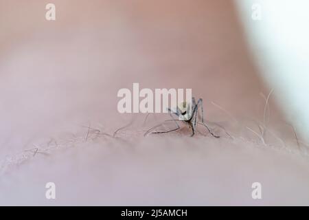 Gefährliche Malaria Infizierte Moskito Haut Biss. Leishmaniose, Encephalitis, Gelbfieber, Dengue, Malaria, Mayaro Zika Virus Infektiöse Culex Stockfoto