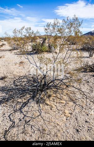 Creosote-Wohnungen im Joshua Tree National Park in der Nähe des Eingangs zur Indian Cove, Kalifornien, USA Stockfoto