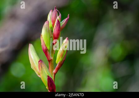 Blütenknospen einer Yucca Gloriosa Pflanze, spanischer Dolch. Stockfoto