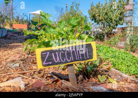 Zucchini Pflanzen auf einem Gemüsegarten in San Francisco, Kalifornien. Hölzerne Tafel auf einem Boden, der mit trockenen Blättern gegen die gepflanzte Vege bedeckt ist Stockfoto