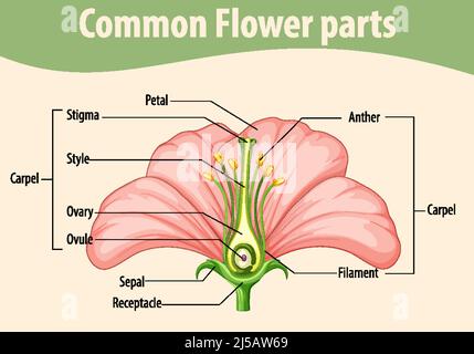 Diagramm mit der Abbildung von üblichen Blumenteilen Stock Vektor