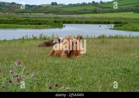 Hochlandrinder liegen auf einem Feld in Devon Stockfoto