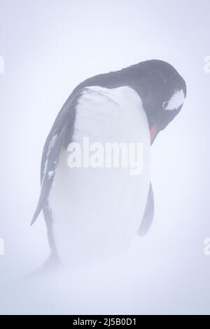 Gentoo-Pinguin steht in Schneesturm vor der Brust Stockfoto