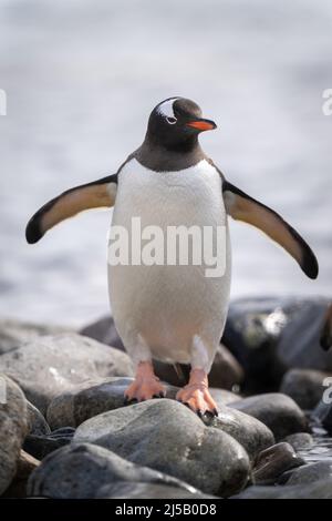 Gentoo Pinguin steht auf Felsen und dehnt sich die Flossen aus Stockfoto