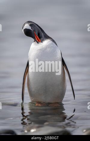 Gentoo Pinguin steht in felsigen Untiefen presening Stockfoto