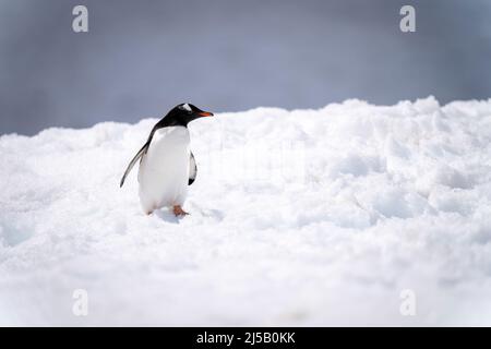 Gentoo-Pinguin steht im Schnee und dehnt sich den Hals Stockfoto