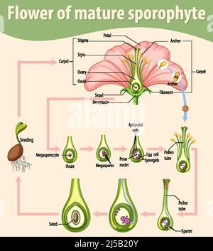 Diagramm mit der Blume des reifen Sporophyten Illustration Stock Vektor