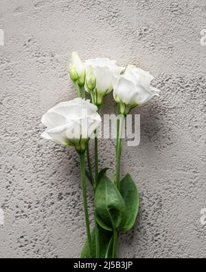 eustoma Blume auf grauem Beton Hintergrund Stockfoto