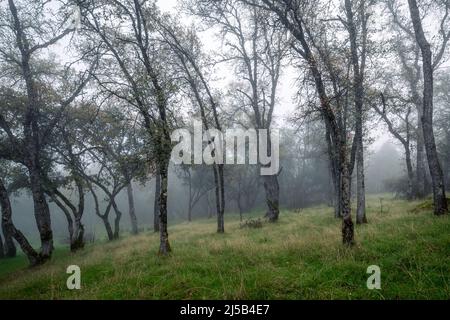 Eichen auf einem Hügel, umgeben vom frühen Morgennebel. Stockfoto